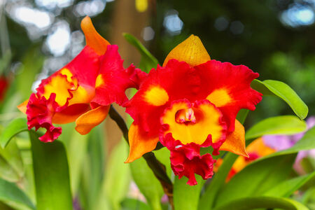 orchidsの写真素材