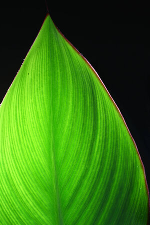 Green canna leafの写真素材