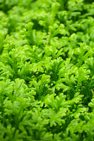 green leaf backgroundの写真素材