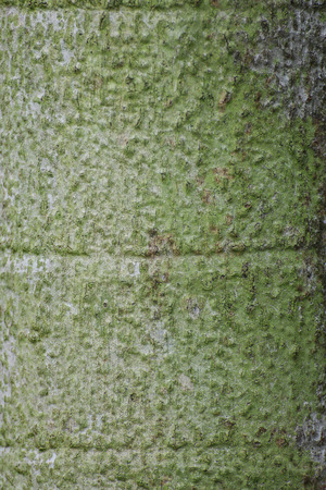 The bark of  Carpentaria palm for backgroundの写真素材