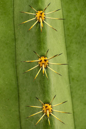 cereus cactusの写真素材