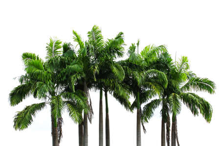 palm treesの写真素材