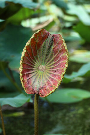 Lotus leafの写真素材