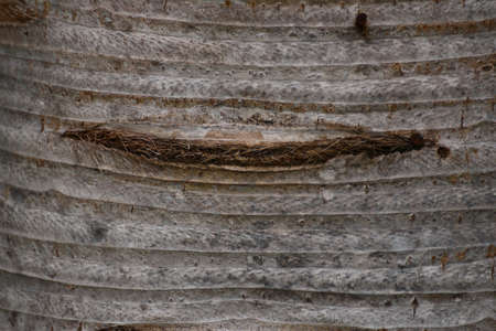The bark of Spindle palm