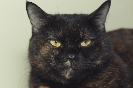 Close-up portrait of Thai cat with yellow eyesの写真素材