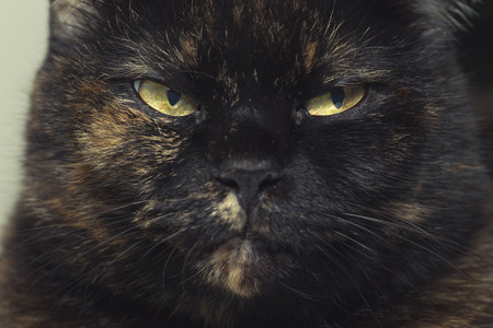 Close-up portrait of Thai cat with yellow eyesの写真素材