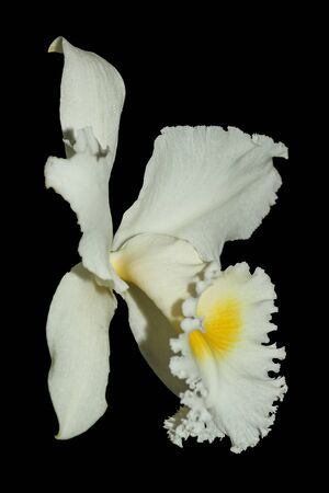 K white orchid on blackの写真素材