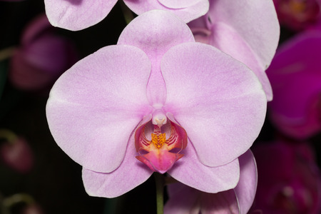 Orchid flowerの写真素材