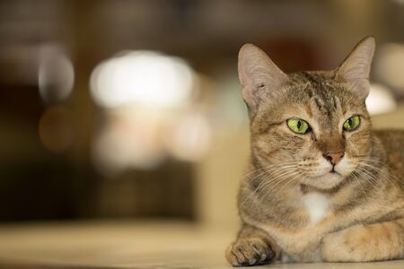 Cat bokehの写真素材