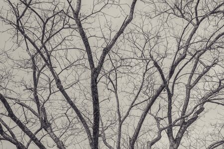 abstract tree branches backgroundの写真素材
