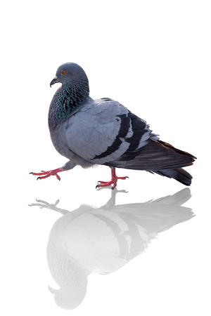 Thai pigeon walking. The pigeon with reflex isolated on whiteの写真素材