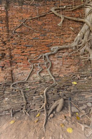Crack brick wall covered by aged root in Wat Mahathat of Ayutthaya, Thailandの写真素材