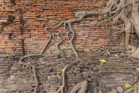 Crack brick wall covered by aged root in Wat Mahathat of Ayutthaya, Thailandの写真素材