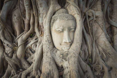 Head of Buddha statue in the tree roots at Wat Mahathat, Ayutthaya, Thailand.の写真素材