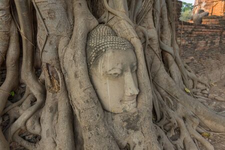 Stone head of the sandstone Buddha covered by roots of Bodhi tree at Wat Mahathat, Ayutthaya, Thailandの写真素材