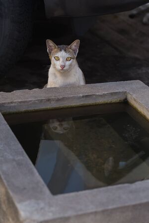 Stray cat with reflexの写真素材