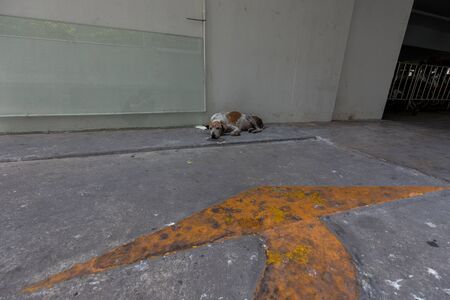 stray dog ; alone life waiting is a sign of true love.の写真素材