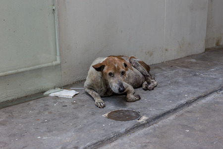 stray dog ; alone life waiting is a sign of true love.の写真素材