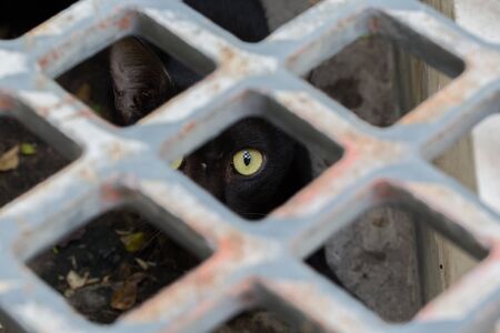 Panic cat looking through the drain holeの写真素材