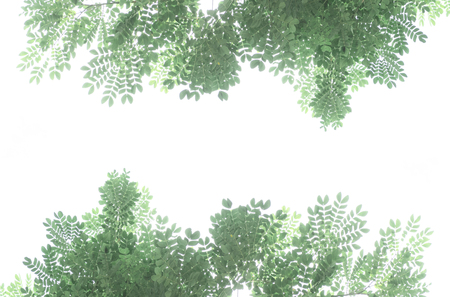 Leaves frame isolated on white backgroundの写真素材