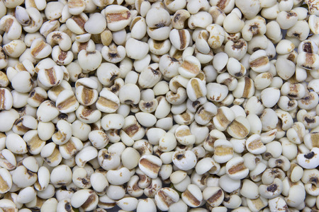 Job's tears, Coix lacryma-jobi,Chinese pearl barley.