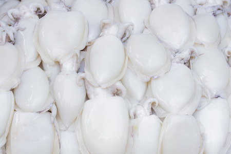 resh seafood - raw fresh squid seafood at the thai market , Cuttlefish Rainbow Cuttlefish,Sepia...