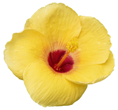 Yellow hibiscus flower isolated on white background with pathの写真素材