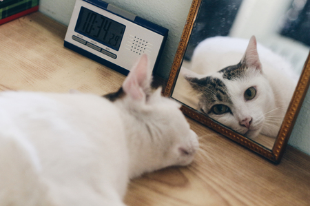 Reflection of the white cat,  looking at camera thru mirror.の写真素材