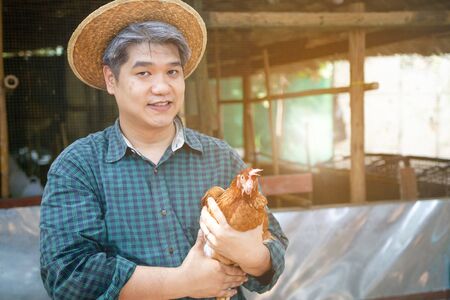 Smilling midle aged grey hair man hand holding chicken and basket of eggs in their henshouse, farm, garden and owner business concept.の写真素材