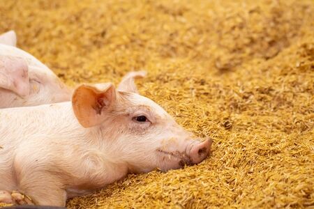 Two pigs sleep on the golden husk. In an organic farm