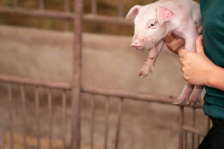 New born piglets raised in organic farms Was brought up for health examinationの写真素材