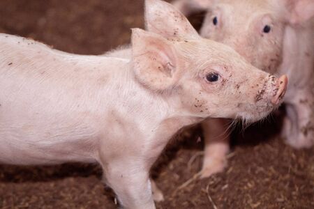 Soft images of piglets raised in organic pig farmsの写真素材