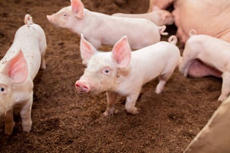 Many pigs are walking on the chaff in an organic pig farm. Rural farm livestockの写真素材
