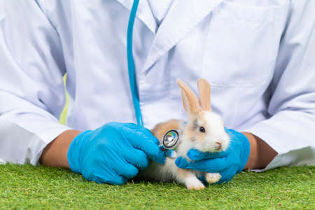 Doctor or veterinarian using a stethoscope Check the symptoms of white rabbit.