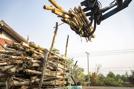 Eucalyptus wood log loader to send wood processing plant.