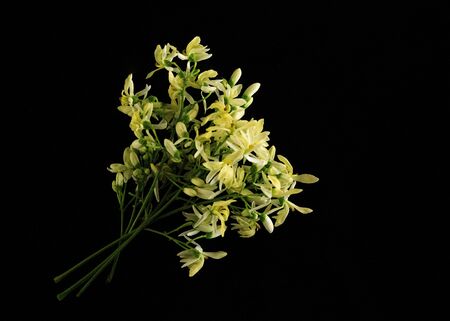 Smooth laying (top view), isolated Moringa flower on a black background