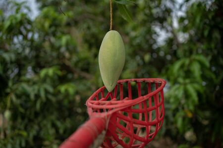 A man using a stick raw mango from the tree.の写真素材
