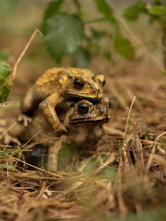 Mating toad After the rain stopped to expand the tribeの写真素材