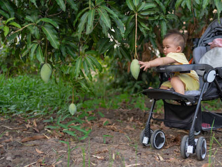 Buriram, Thailand, on 10 April 2020, a baby girl trying to collect mango from a mango tree.のeditorial素材