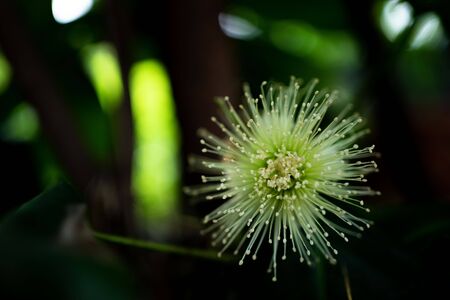 Rose apple flowers in full bloom.の写真素材