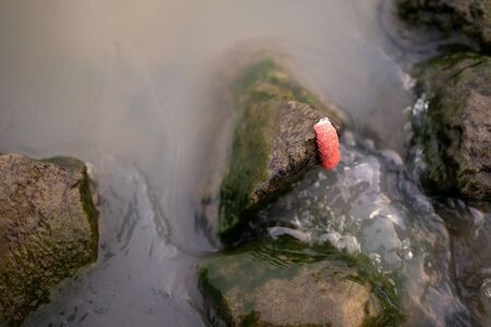 Red insect eggs on a stone by the river.