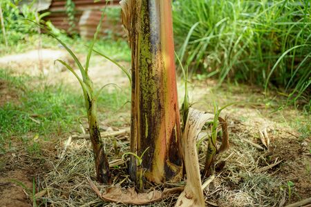 The top of the bananas plant grows on fertile soil around the mother tree.                               の写真素材