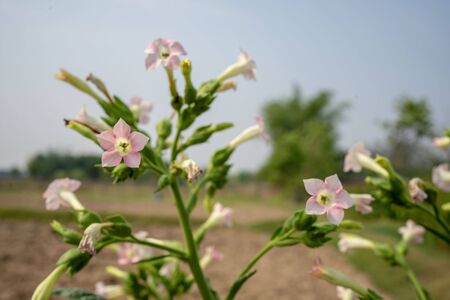 Close up Tobacco flowers in bloom on the fieldの写真素材