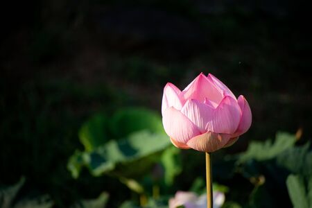 Pink lotus flower in the pond in beautiful bloom (Nelumbo nucifera)の写真素材