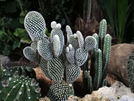 Macro photos of the cactus plant are dicotyledons in the family. Cactaceae on a naturally blurred background Close up with selected focus.の写真素材