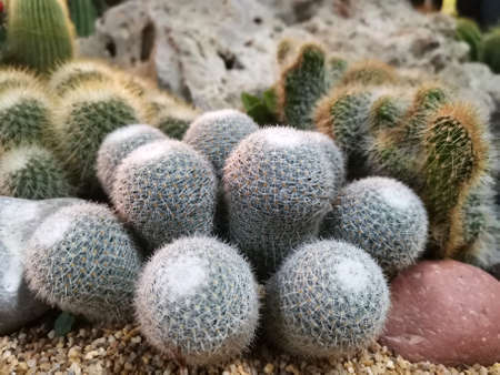 Macro photos of the cactus plant are dicotyledons in the family. Cactaceae on a naturally blurred background Close up with selected focus.の写真素材