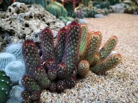 Macro photos of the cactus plant are dicotyledons in the family. Cactaceae on a naturally blurred background Close up with selected focus.の写真素材