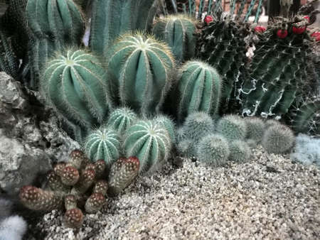 Macro photos of the cactus plant are dicotyledons in the family. Cactaceae on a naturally blurred background Close up with selected focus.の写真素材