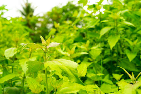 Siam weed, Bitter bush, Christmas bush, Devil weed, Camfhur grass, Common floss flower, Triffid is a...