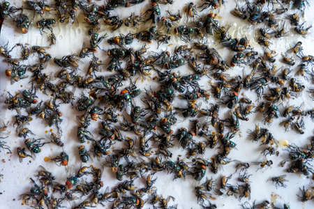 Several dead flies on white paper coated with fly trap glue.の写真素材